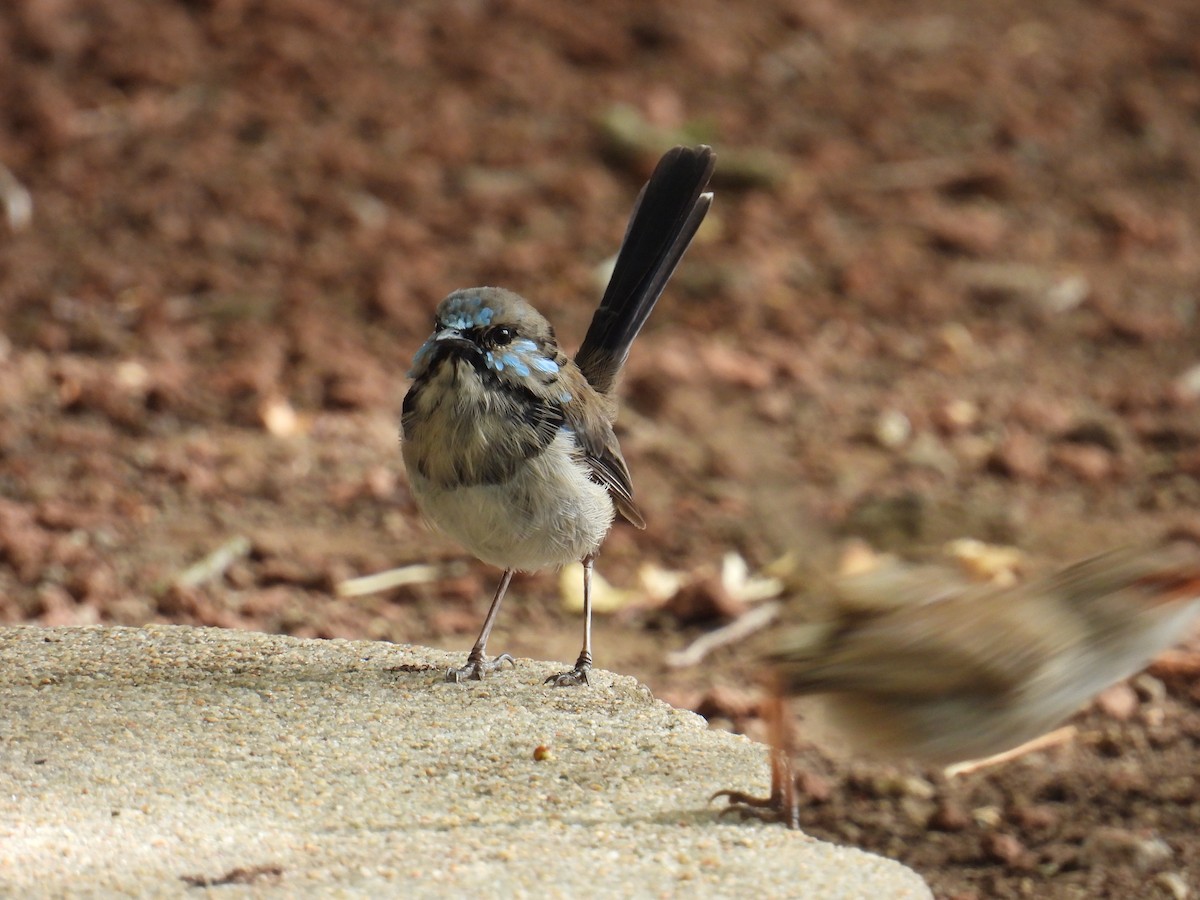 Superb Fairywren - ML631698775
