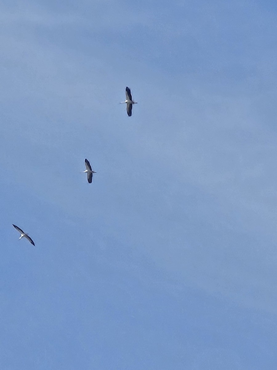 White Stork - ML631698853