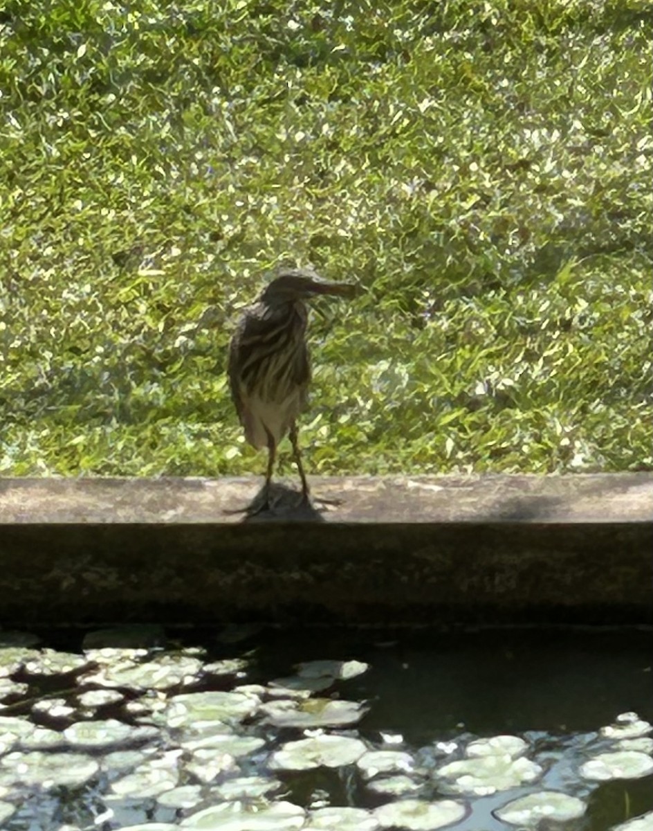 Indian Pond-Heron - ML631698863