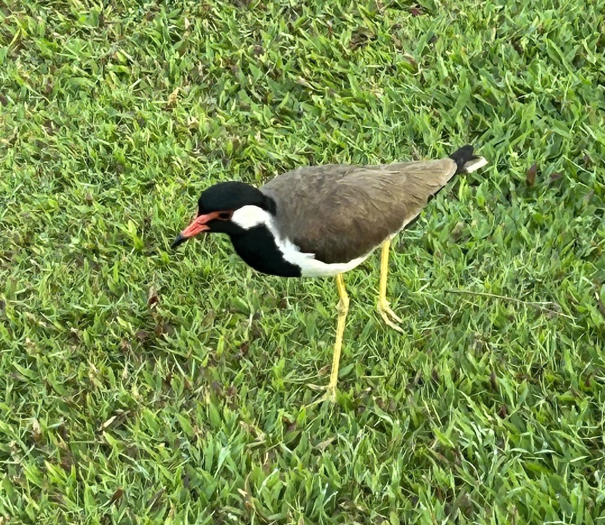 Red-wattled Lapwing - ML631698916