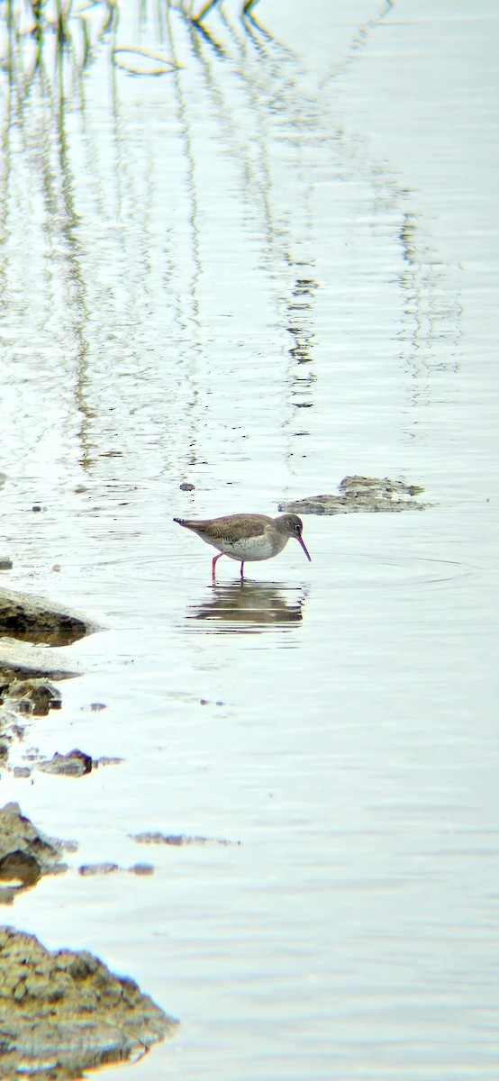 Common Redshank - ML631698920