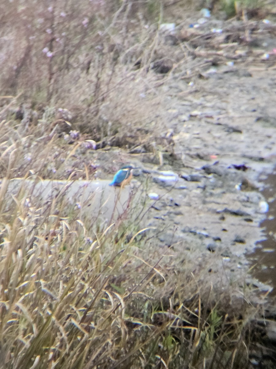 Common Kingfisher - ML631699020