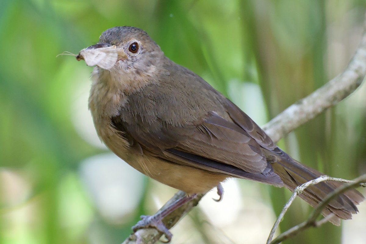 Rufous Shrikethrush - ML631699107