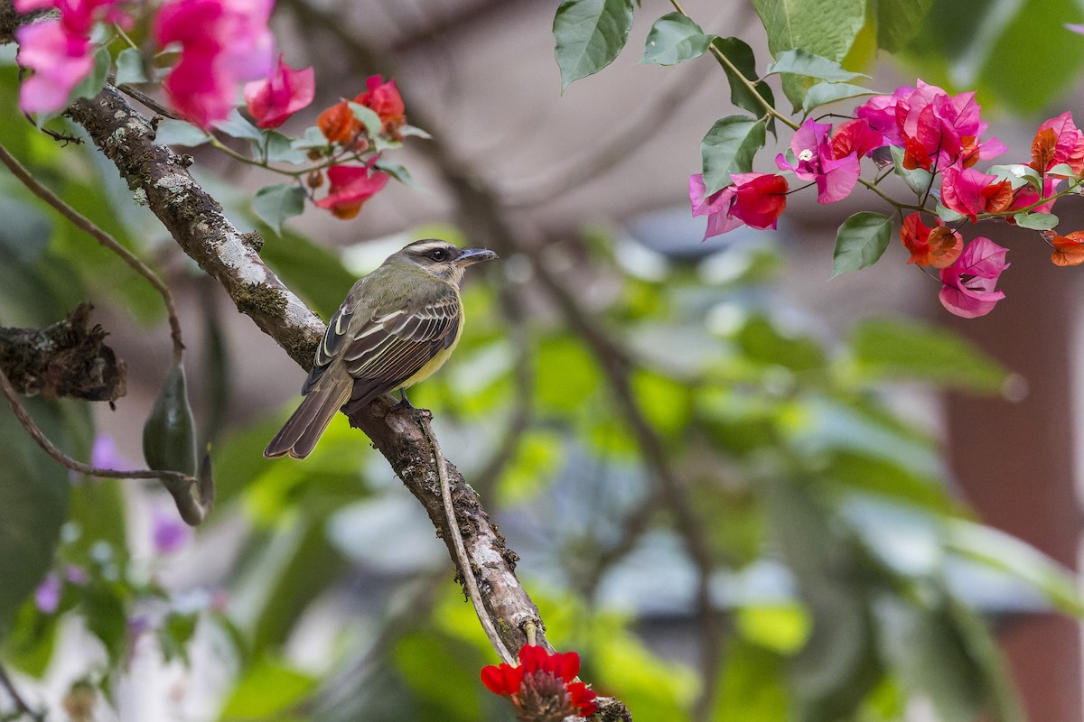 Golden-crowned Flycatcher - ML631699178
