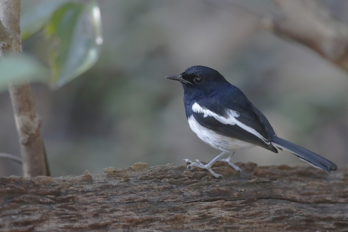 Madagascar Magpie-Robin - ML631699229