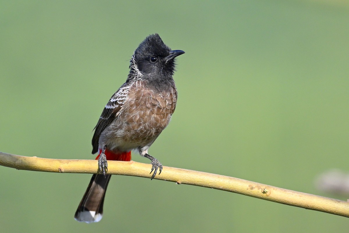 Red-vented Bulbul - Mayur Patel