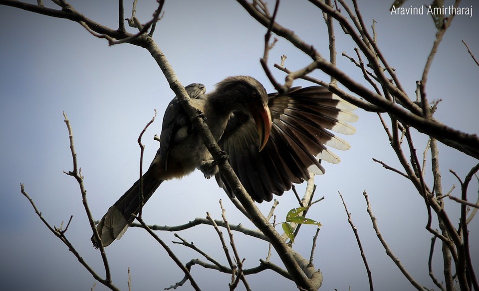 Malabar Gray Hornbill - ML631699485