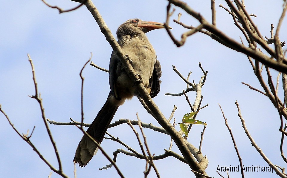 Malabar Gray Hornbill - ML631699486
