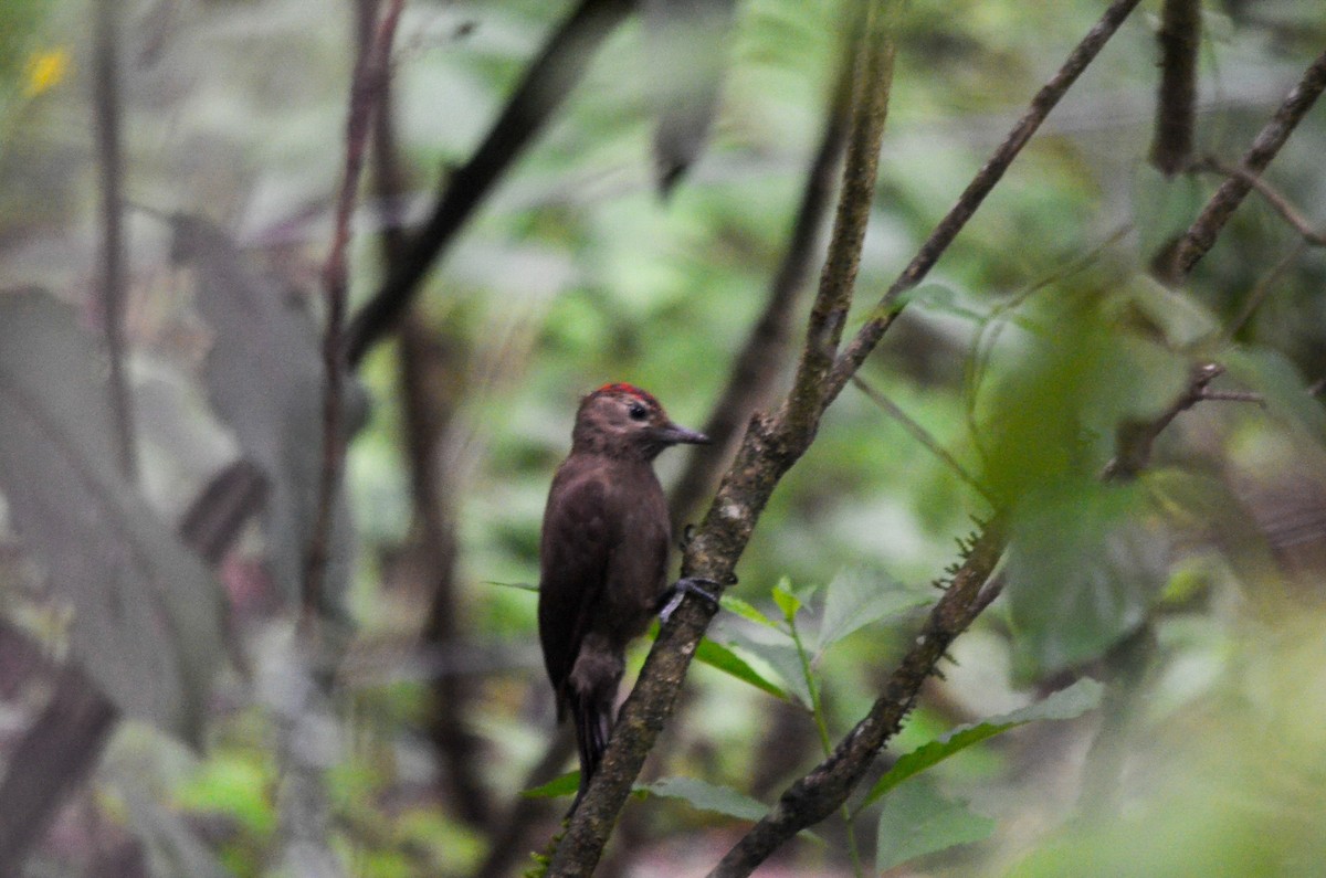 Smoky-brown Woodpecker - ML631699495