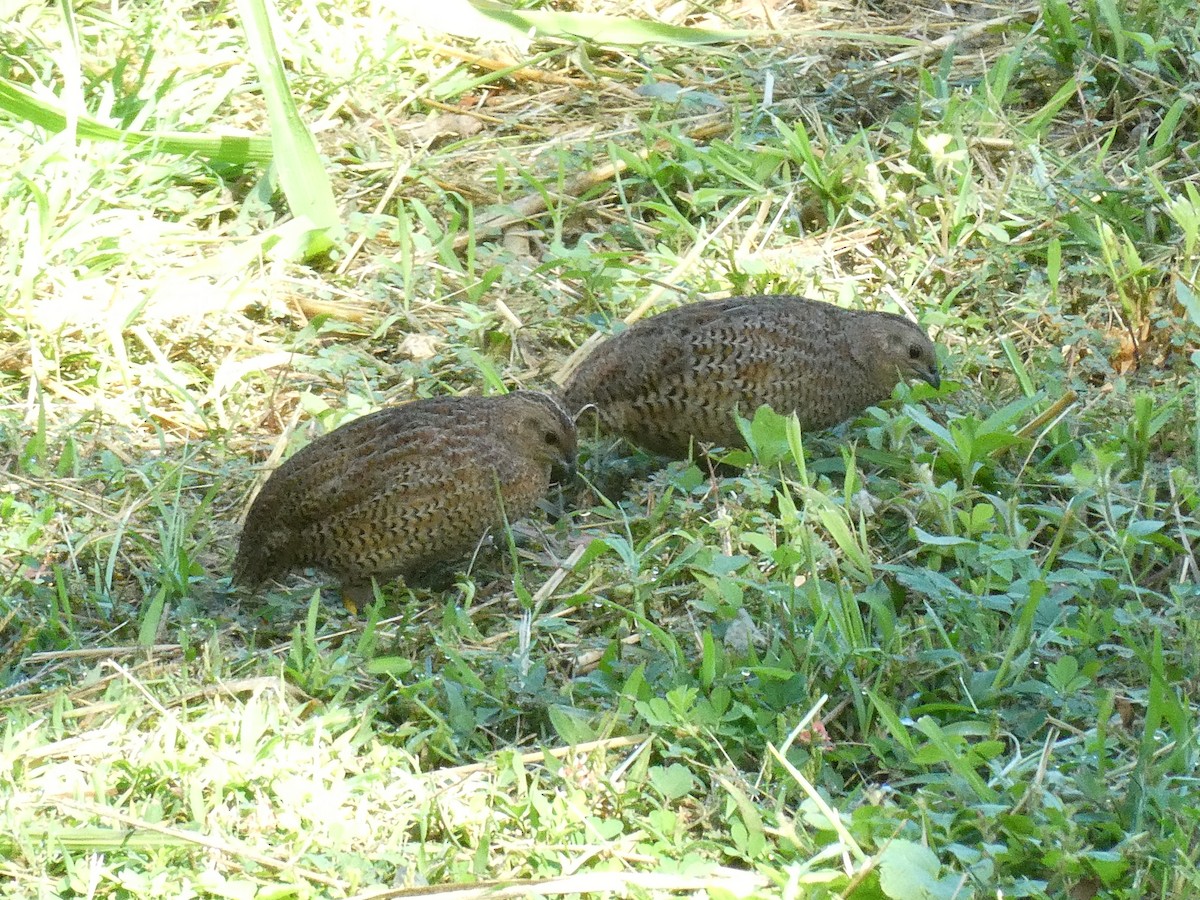 Brown Quail - ML631699580