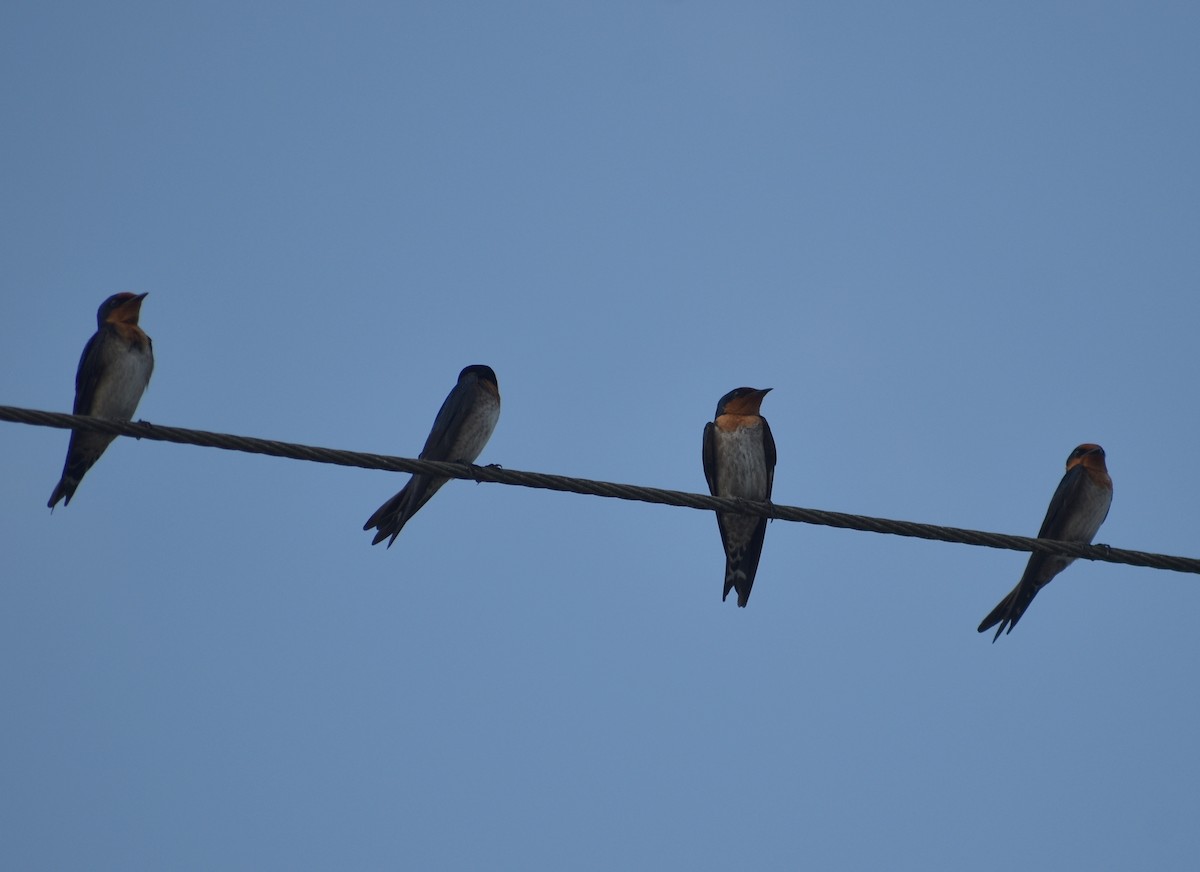 Pacific Swallow - ML631699834