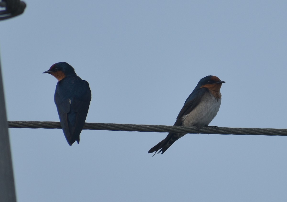 Pacific Swallow - ML631699835
