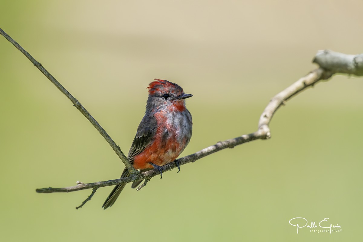 Mosquero Cardenal - ML631699836
