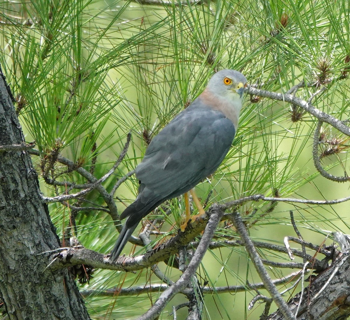 Fiji Goshawk - ML631699971
