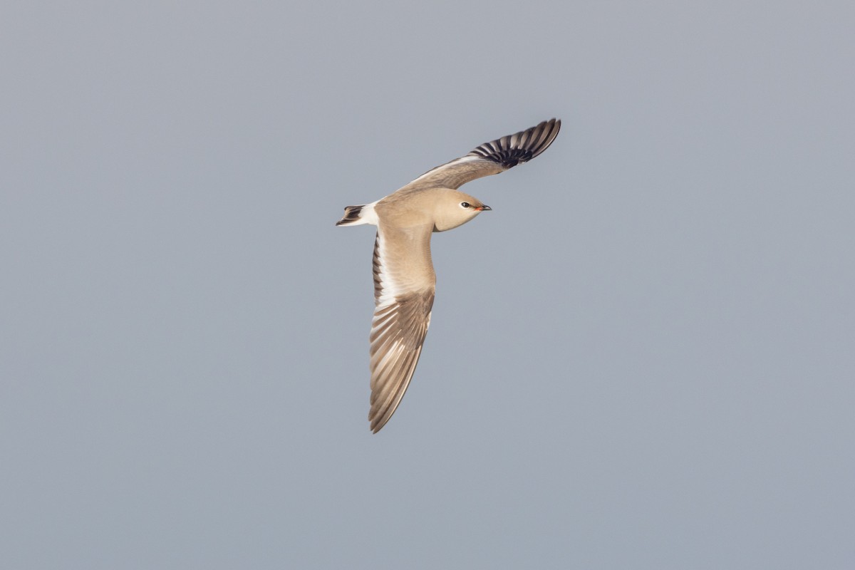 Small Pratincole - ML631700131