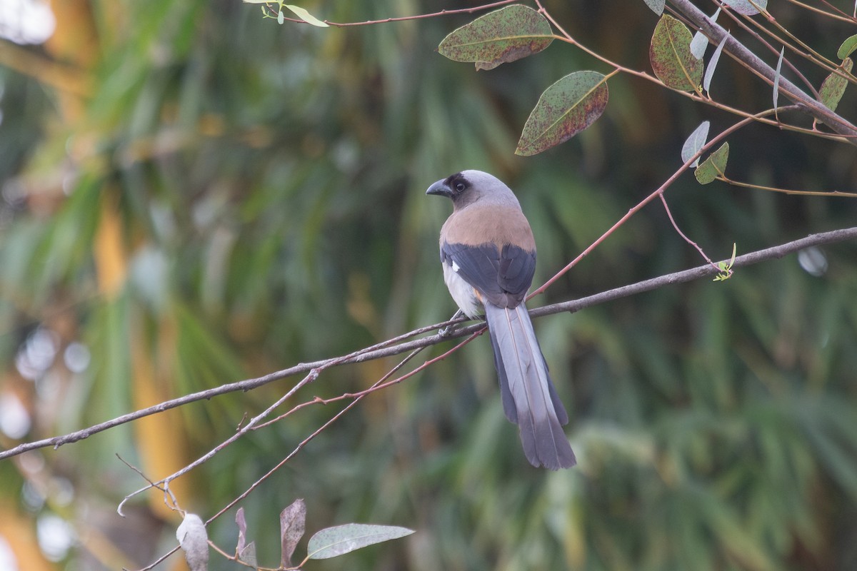 Gray Treepie - ML631700135