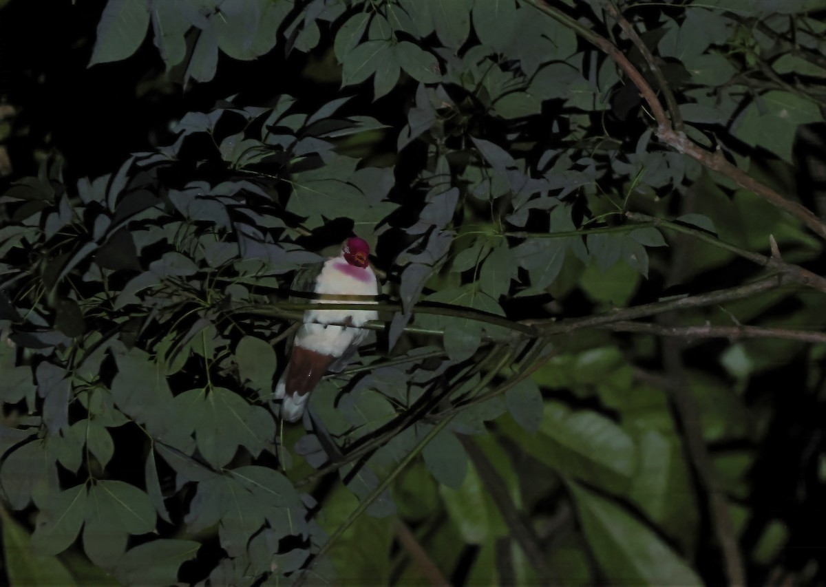 Jambu Fruit-Dove - ML631700146