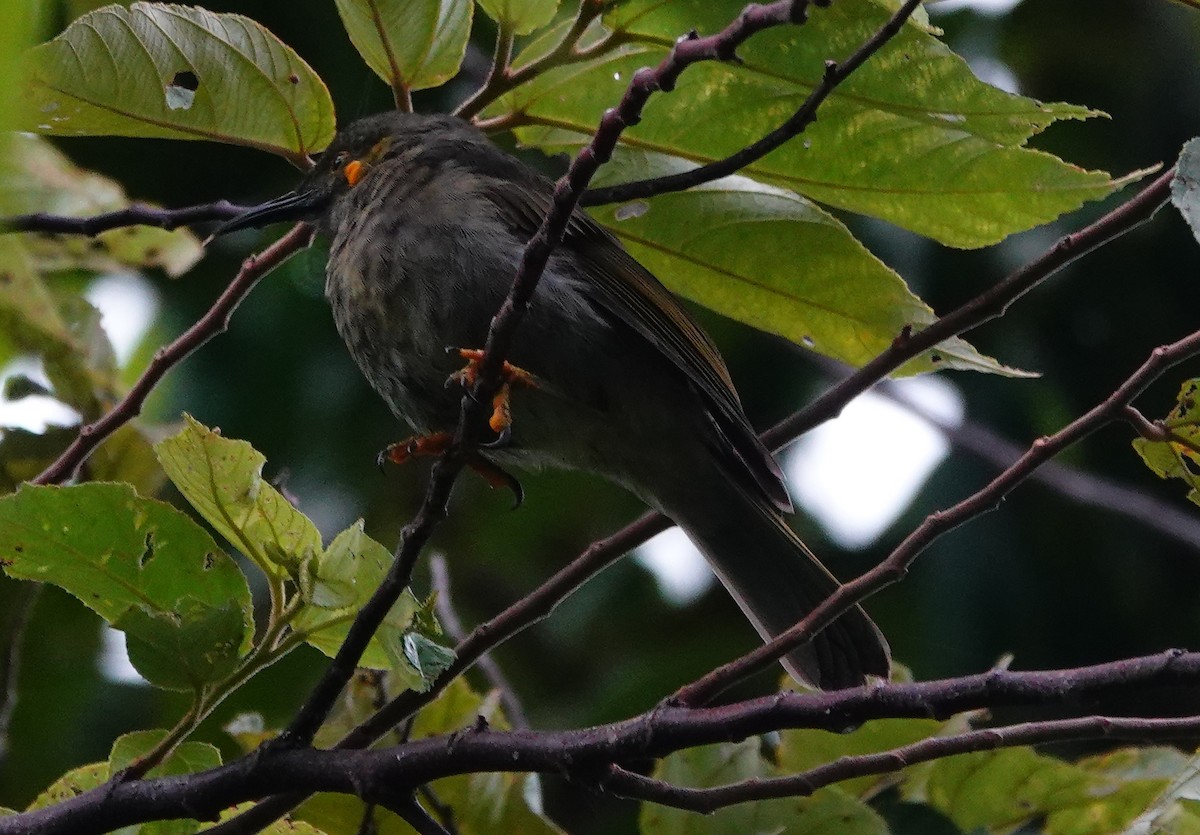 Northern Wattled-Honeyeater - ML631700191