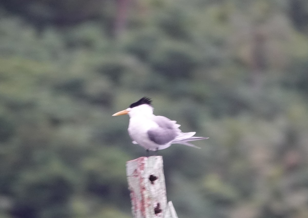 Great Crested Tern - ML631700204