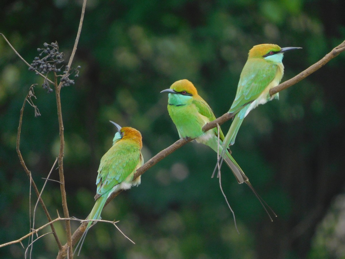 Asian Green Bee-eater - ML631700385