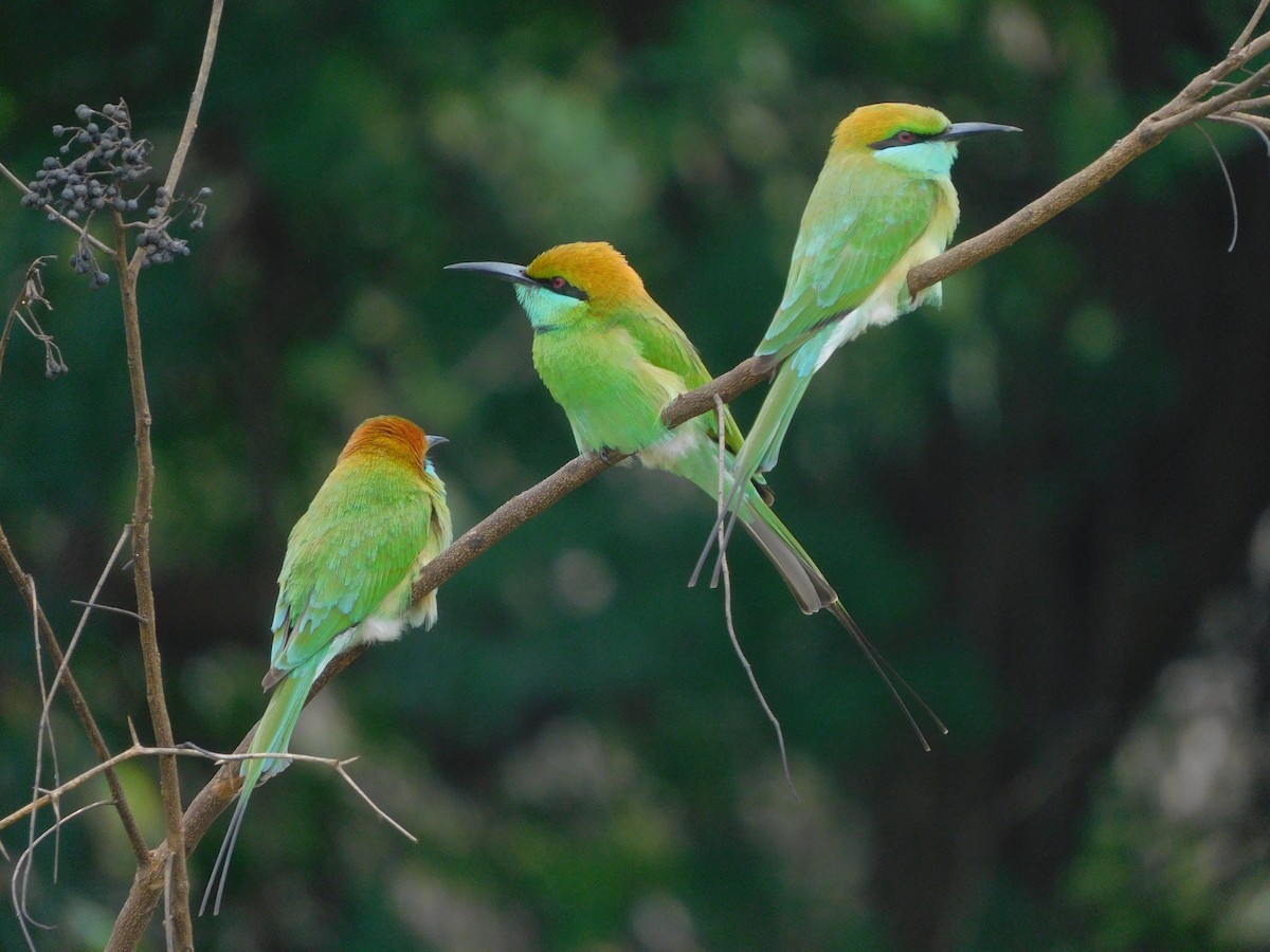 Asian Green Bee-eater - ML631700386