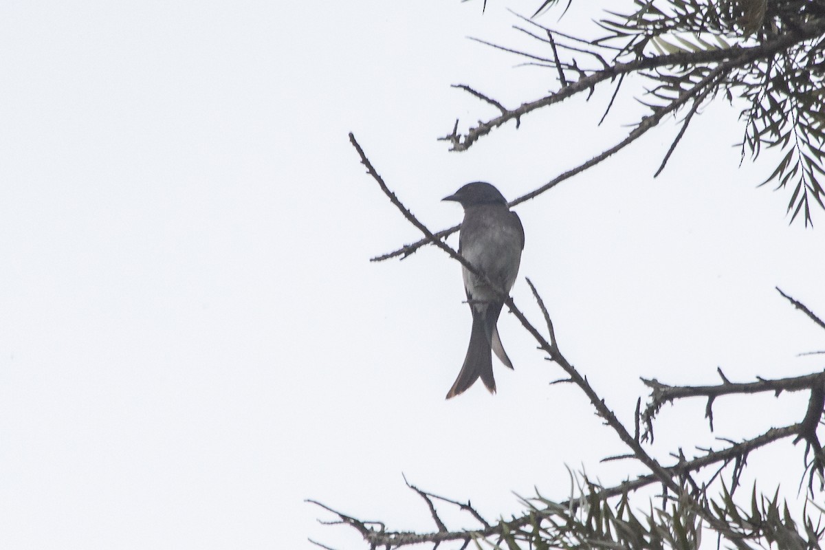White-bellied Drongo - ML631700422