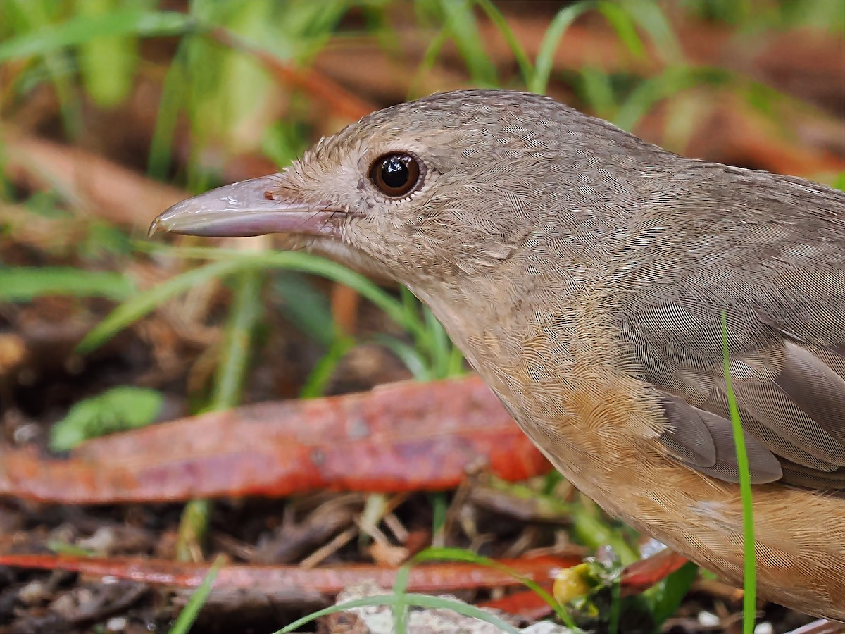 Rufous Shrikethrush - ML631700585