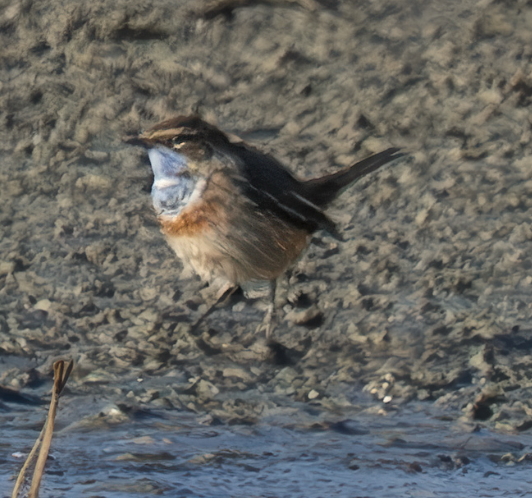 Bluethroat - ML631700758
