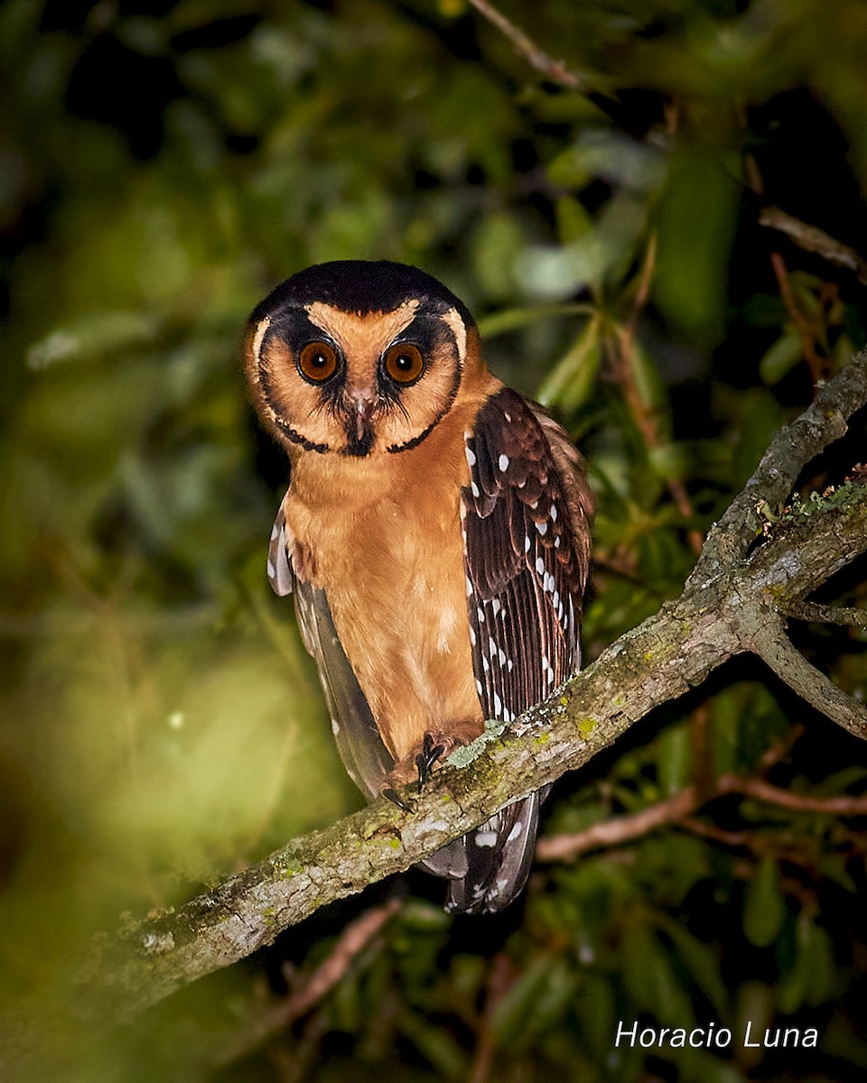 Buff-fronted Owl - ML631700765