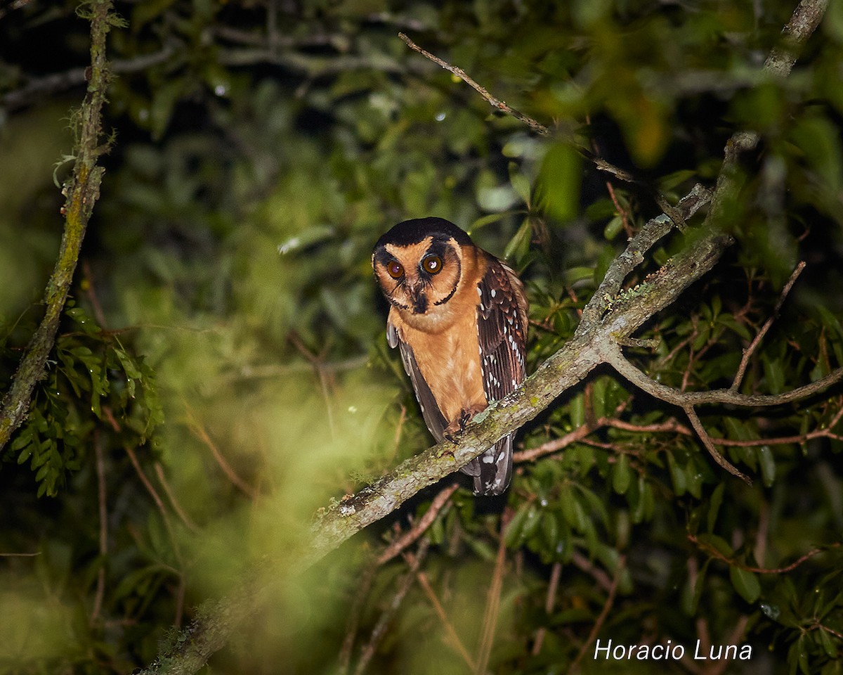 Buff-fronted Owl - ML631700766