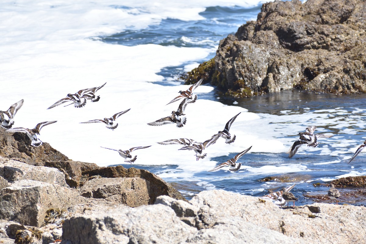 Ruddy Turnstone - ML631700842