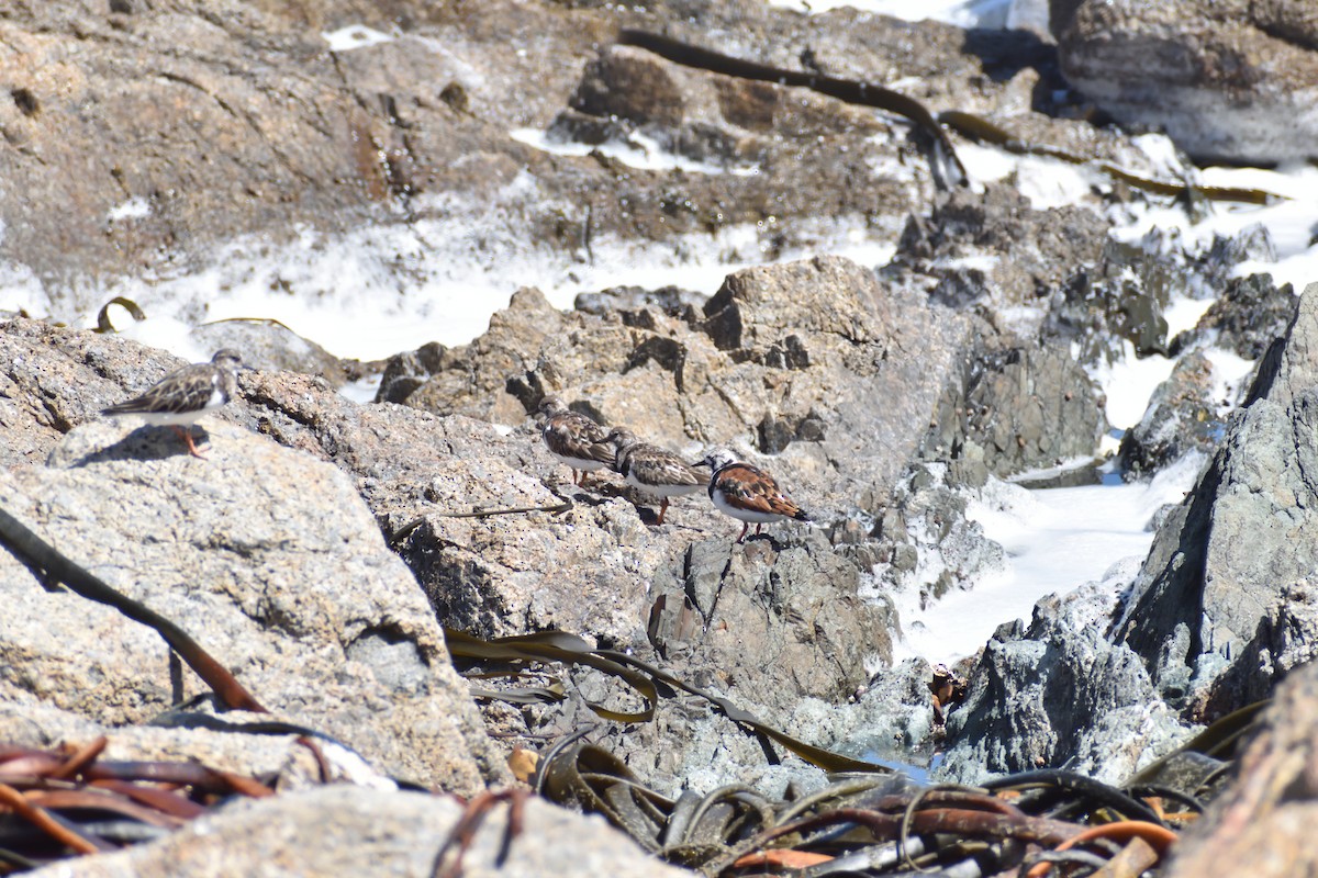 Ruddy Turnstone - ML631700843