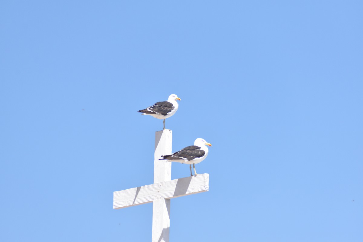 Kelp Gull - ML631700845