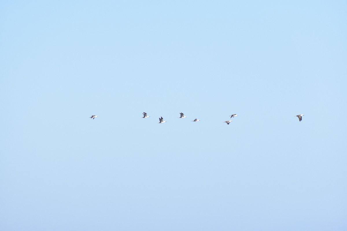 Peruvian Booby - ML631700846