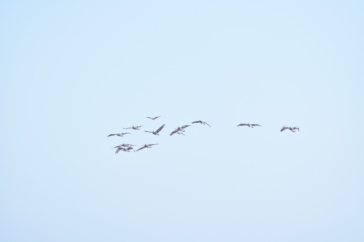 Peruvian Pelican - ML631700853