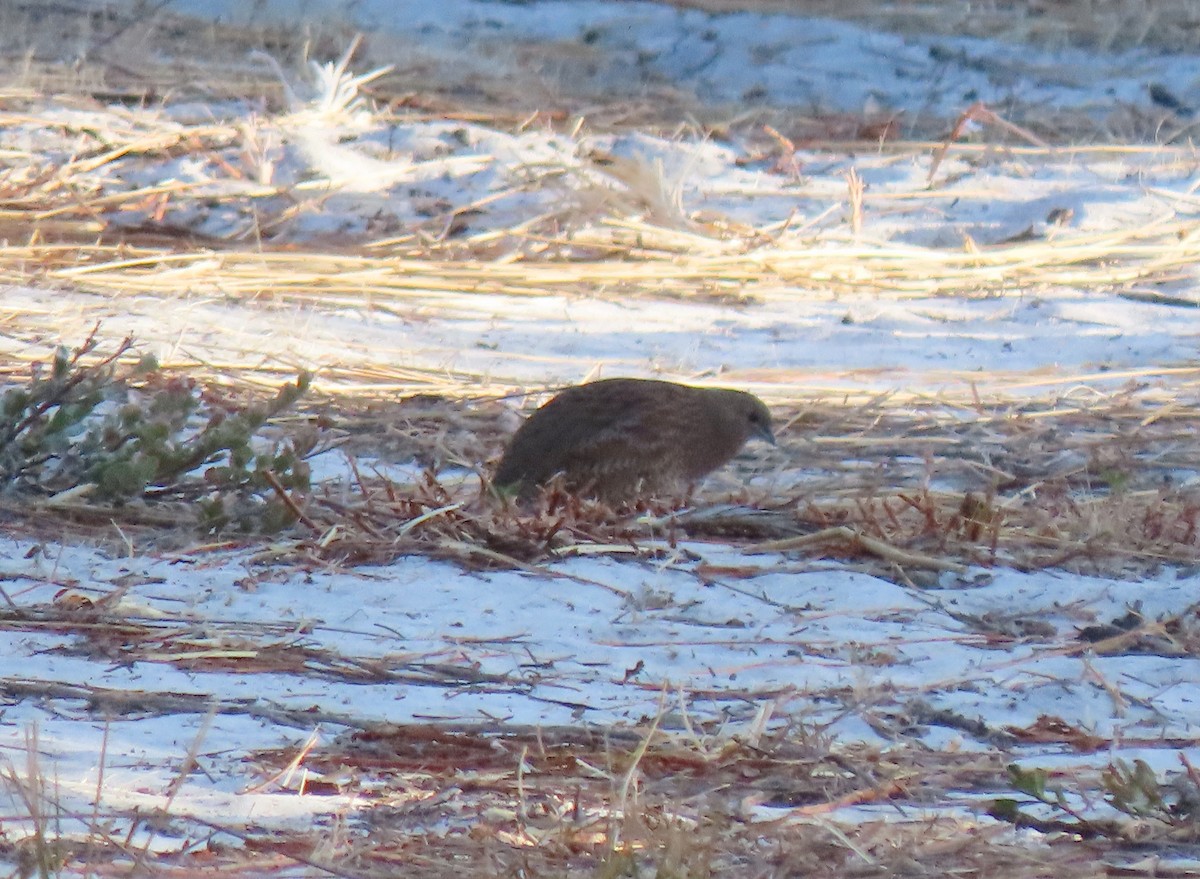 Brown Quail - ML631700855