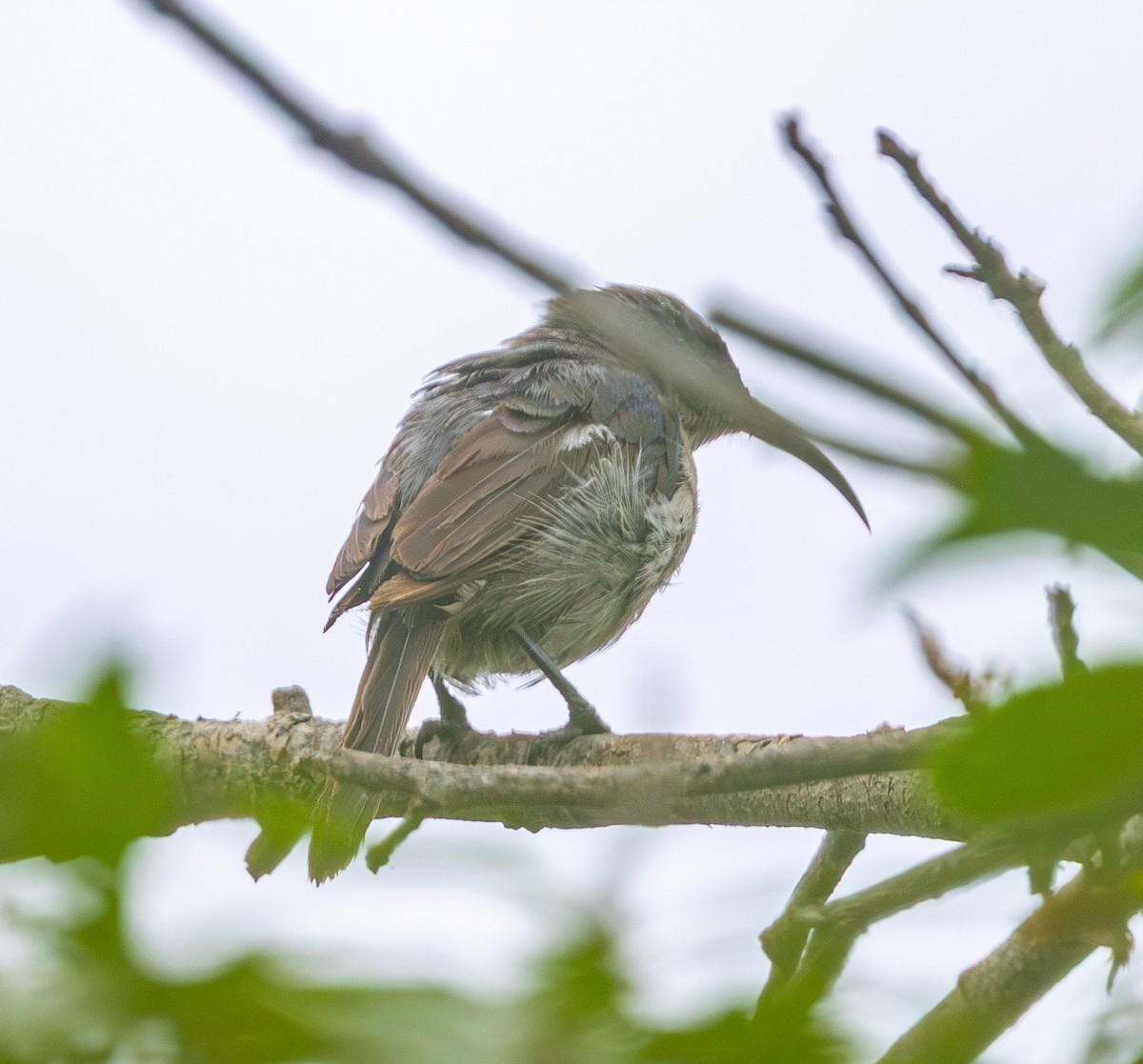 Mouse-colored Sunbird - ML631700888