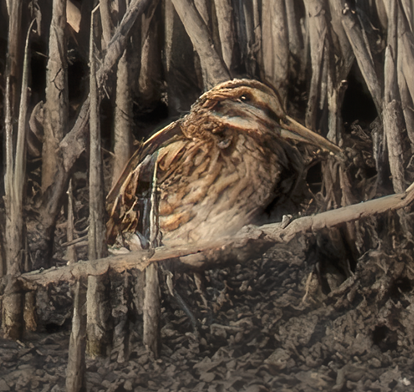 Jack Snipe - ML631700924