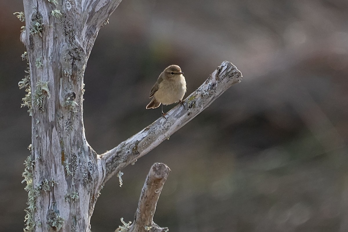 Common Chiffchaff - ML631700972