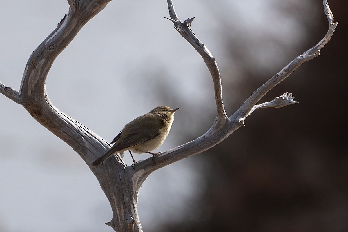 Common Chiffchaff - ML631700974