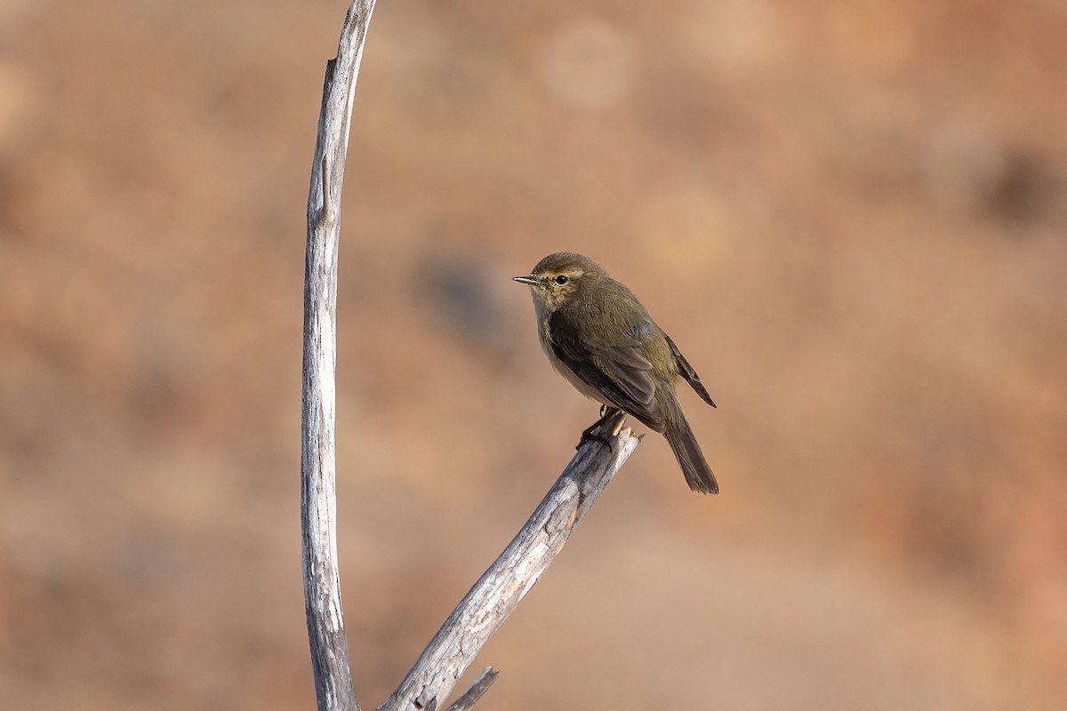 Common Chiffchaff - ML631700975