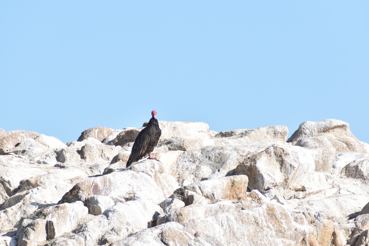 Turkey Vulture - ML631700985
