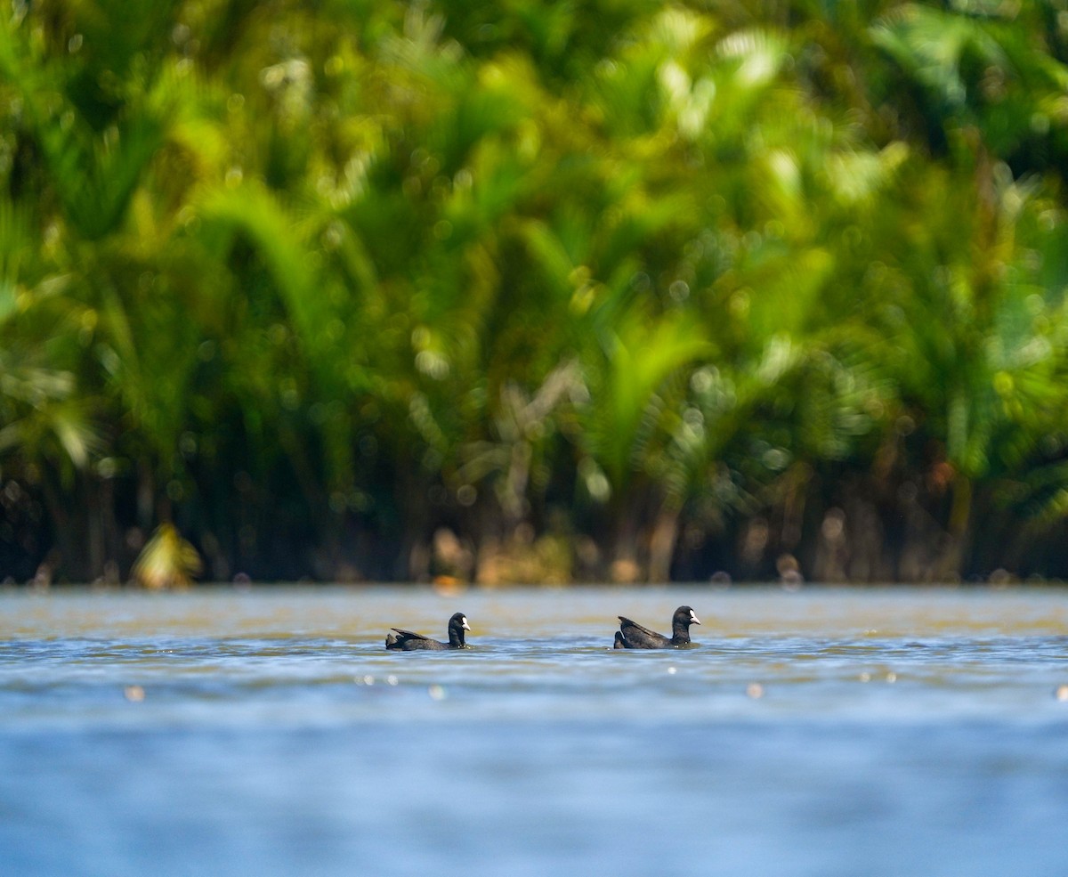 白冠雞 - ML631700989