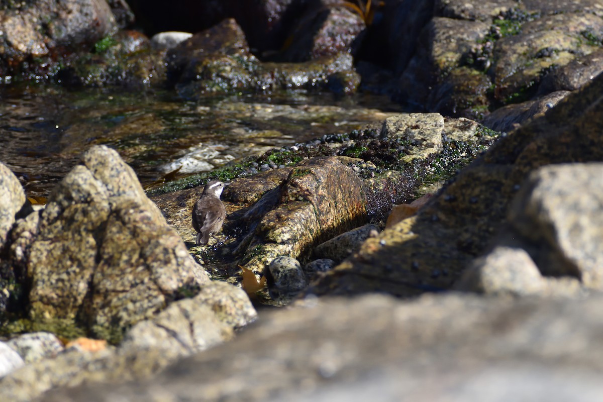 Gray-flanked Cinclodes - ML631700996