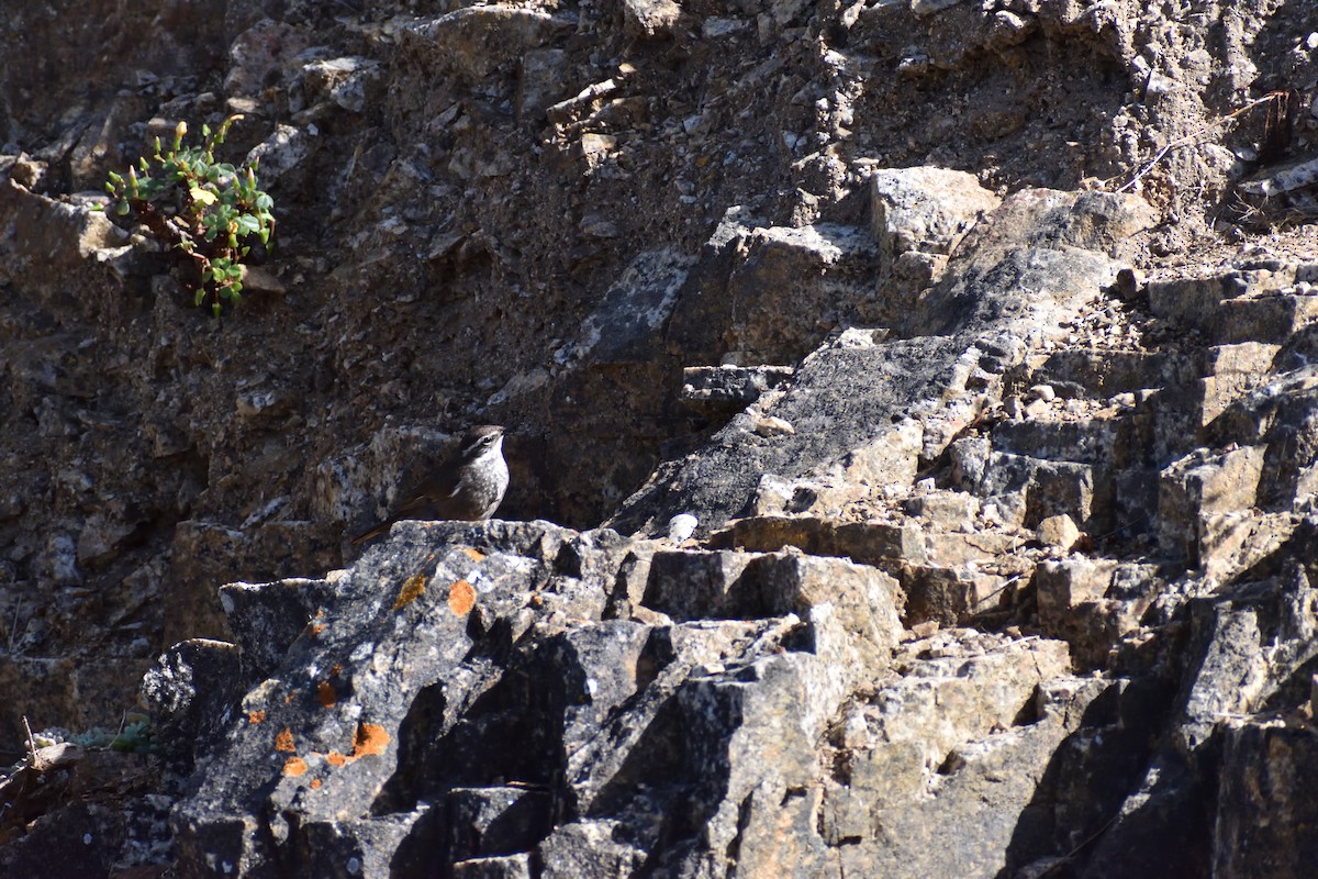 Gray-flanked Cinclodes - ML631700999