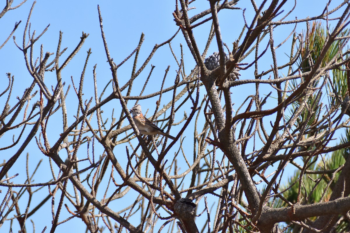 Rufous-collared Sparrow - ML631701012
