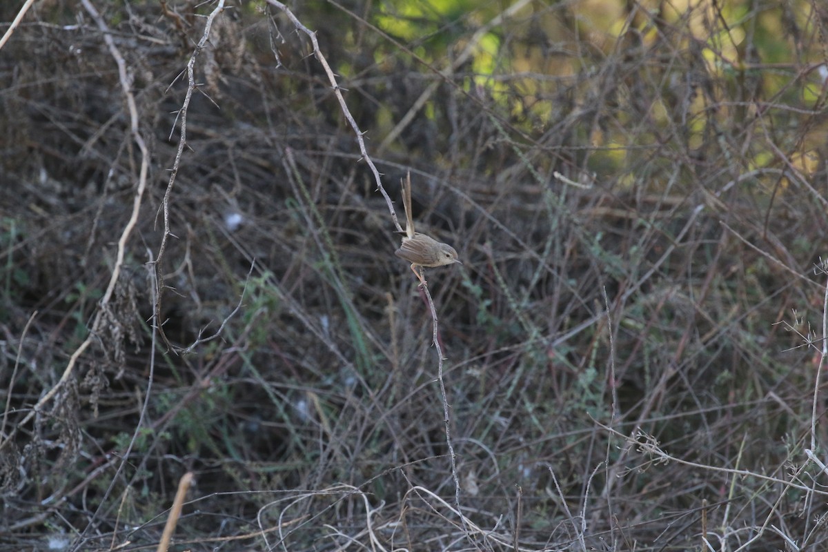 Plain Prinia - ML631701159
