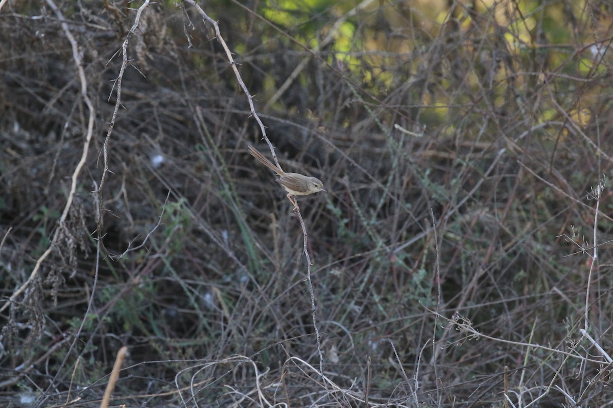 Plain Prinia - ML631701160
