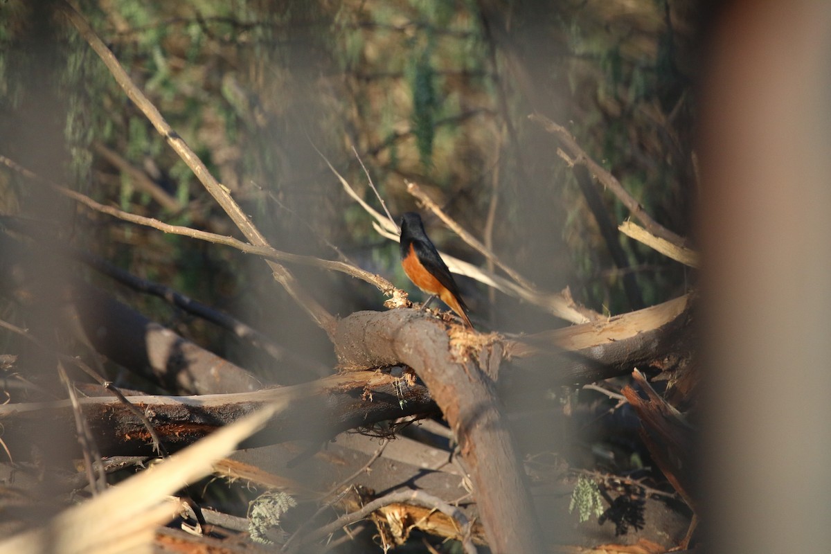 rehek domácí - ML631701169