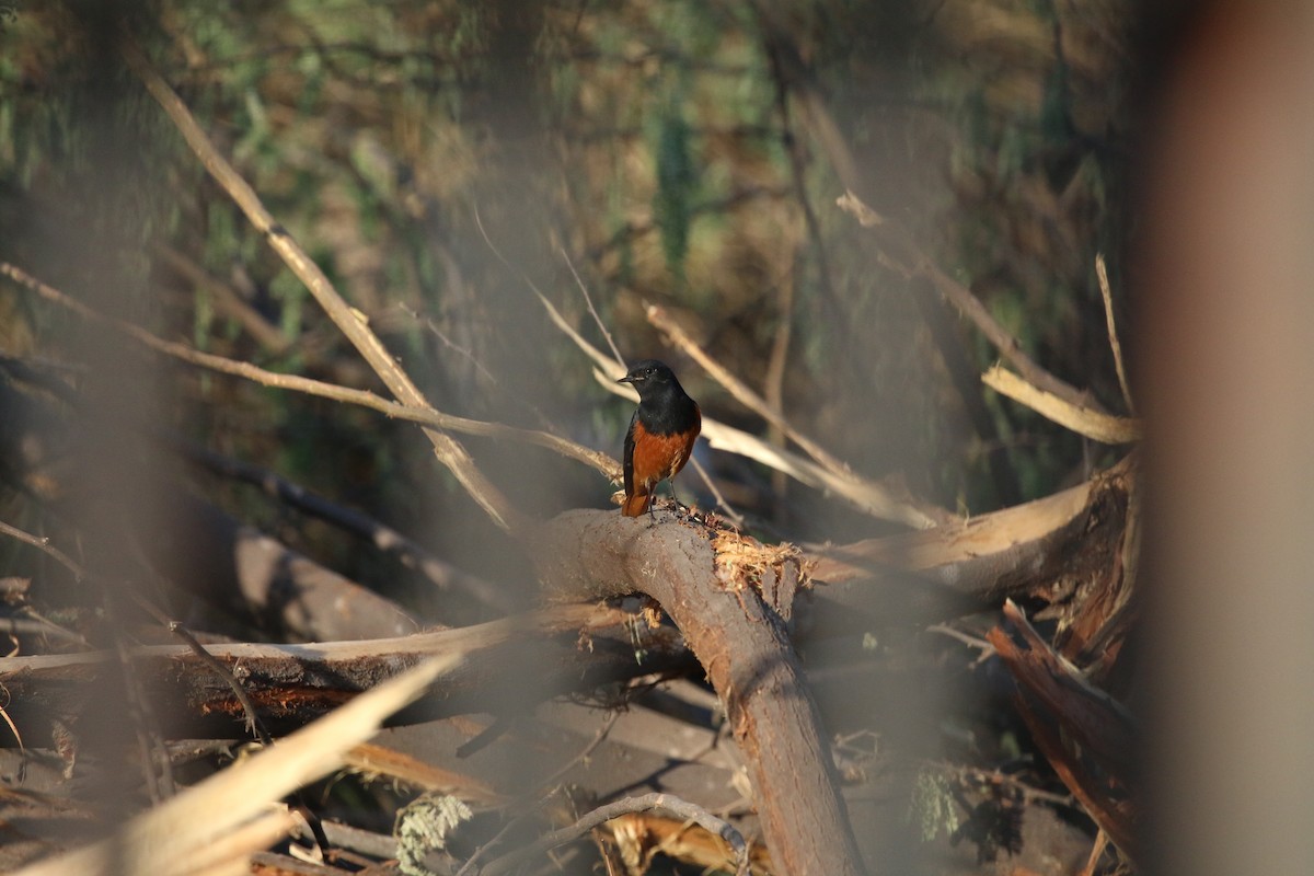 rehek domácí - ML631701170